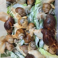 فروش حلزون مولد و سوپر مولد