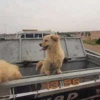 سگ خانگی باهوش