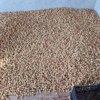 فروش خشکبار|خوردنی و آشامیدنی|رونیز, |دیوار