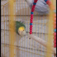 کوتوله برزیلی