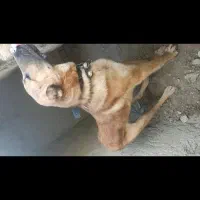 سگ خراسانی|سگ|شیروان (خراسان), |دیوار