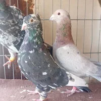 دوتا سار کاکولی نر و یک مامی کرمانی نر|پرنده|مشهد, فریزی|دیوار