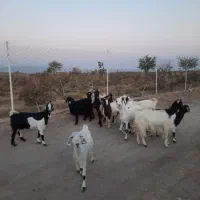 بز...|حیوانات مزرعه|فردوس (خراسان), |دیوار