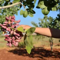 پیشفروش نهال دسته کله قوچی|خدمات باغبانی و درختکاری|شهرضا, |دیوار