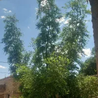 درخت عناب