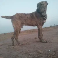 واگذاری سگ 11ماهه گله ای درشت