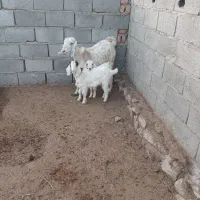 بزدوقلو4بزغاله نر