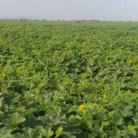 سم پاشی با پهپاد|خدمات باغبانی و درختکاری|میناب, |دیوار