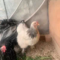 برهما