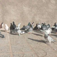 کفتر بوم بضمانت