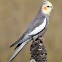 فروش و یا معاوضه عروس هلندی