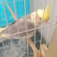 جوجه عروس هلند