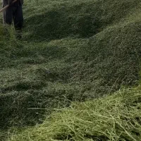 گل یونجه|گل و گیاه طبیعی|ملایر, |دیوار