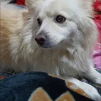 سگ گمشده حوالی نصر