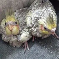 جوجه عروس هلندی|پرنده|ملارد, |دیوار