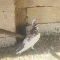 سبز کرمونی قلدر|پرنده|کاشمر, |دیوار