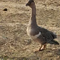 قوقاز نر|حیوانات مزرعه|باروق, |دیوار