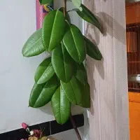 گل پهن گوش فیلی آپارتمانی