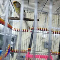 سهره قناری دهن موقوم