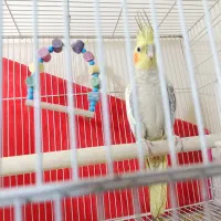 عروس هلندی مولد|پرنده|سراوان, |دیوار