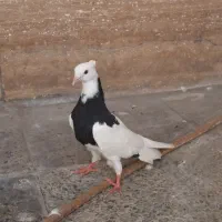 طوقی سیاه . قاره کاشانی کاکل
