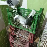 فروش کبوتر بوشهری|پرنده|بندر گناوه, |دیوار