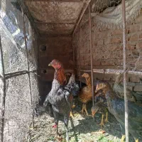 مرغ و خروس محلی دورگ حراجی