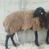فروش گوسفند