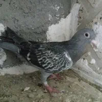 کبوتر|پرنده|اردبیل, |دیوار