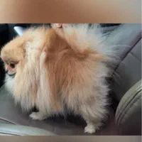 خرسی بوفیس نر جفتگیری|سگ|اصفهان, سپاهانشهر|دیوار