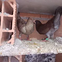 جفت سرخ پلاکی|پرنده|علیآباد کتول, |دیوار