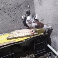 چند عددکبوتر کرفته شده