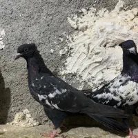 سینه|پرنده|قوچان, |دیوار