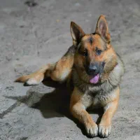 ژرمن نر ۱۱ ماه فوق العاده نگهبان و مهربان...فی ۶