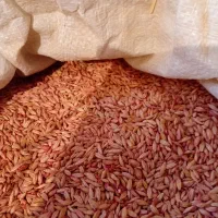 جو دیم|حیوانات مزرعه|همدان, |دیوار