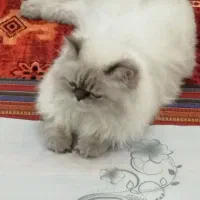 بریتیش نر اصیل و زیبا|گربه|فولادشهر, C8|دیوار