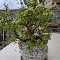 گل درختچه خرفه ۵ ساله|گل و گیاه طبیعی|اسالم, |دیوار