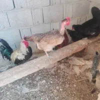 سلام مرغ وخروس