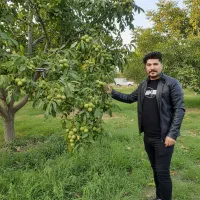 خرید ۱۰۰ نهال بادام + ۱۰ نهال هدیه، فرصت استثنایی