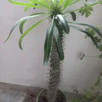گل اپارتمان