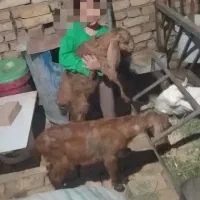 یک عدد بزغاله پاکستانی