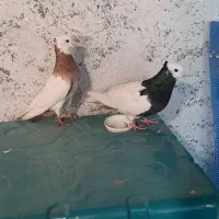 جفت کبوترطوقی نرماده