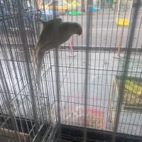 ملنگو سفید کم یاب|پرنده|ساری, |دیوار