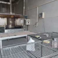 نیازمند به یک شاطر ماهر بربری هستیم