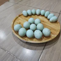 هیلکه نژاد امرکانا و لاکنزی نطفه دار