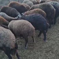 گوسفندهای آبستن