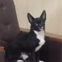 شی هواهوا نر جهت جفت گیری