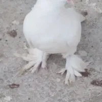 سفید کاکلی پرپا تزیینی