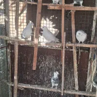 کفتر|پرنده|پردیس, شهرک صنعتی خرمدشت فاز ۷|دیوار