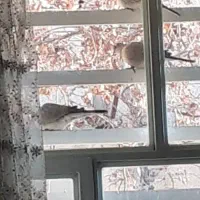 فروش یک قطعه زمین تجاری در شاهماران